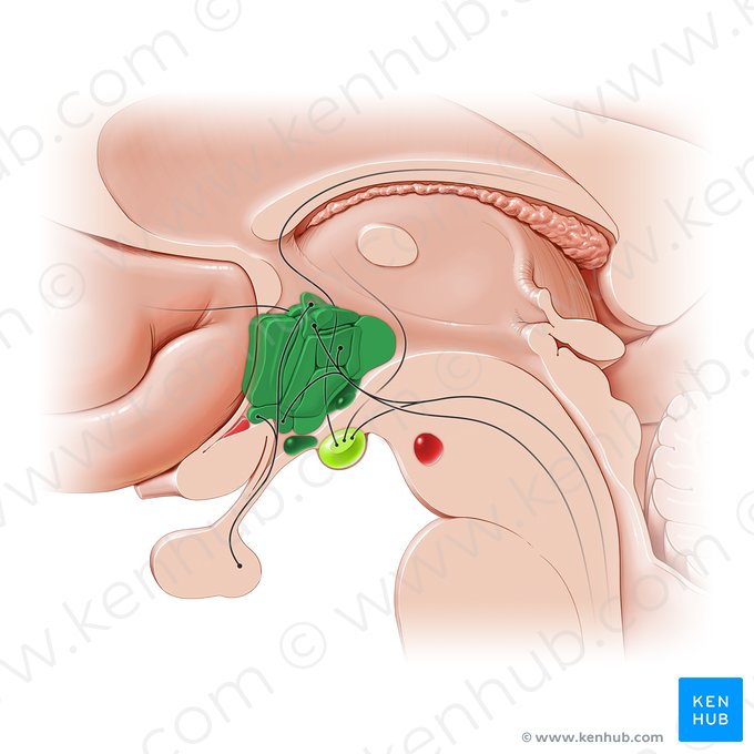 Hipotálamo (Hypothalamus); Imagem: Paul Kim