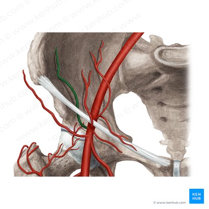 Deep circumflex iliac artery (Arteria circumflexa iliaca profunda); Image: Rebecca Betts