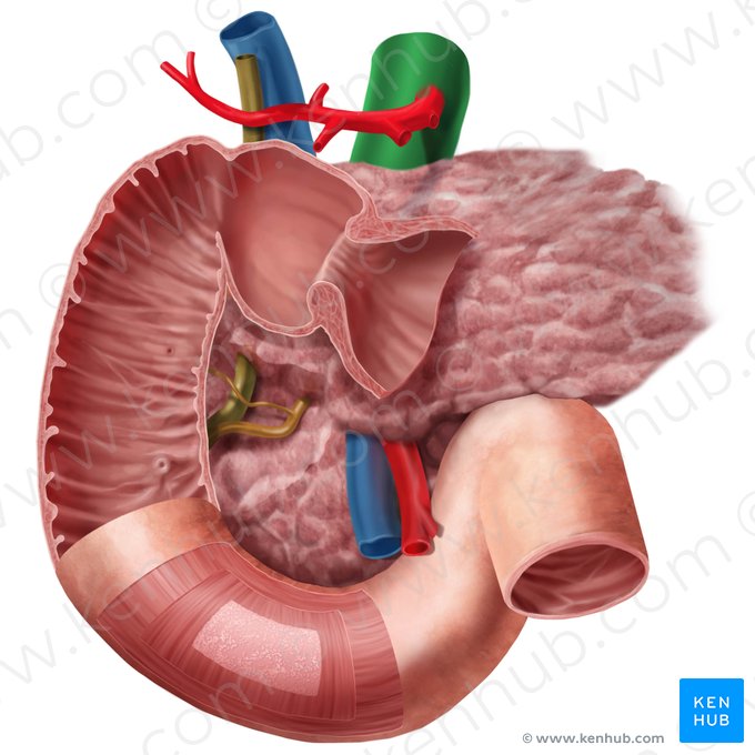 Aorta abdominal (Aorta abdominalis); Imagen: Begoña Rodriguez