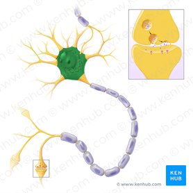Corpo celular de neurônio (Soma); Imagem: Paul Kim