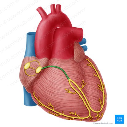 Conduction system of the heart: Parts and Functions | Kenhub