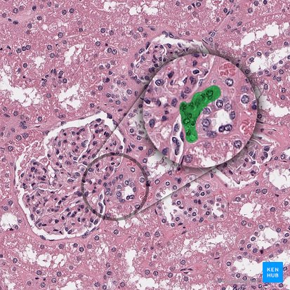 Complexus juxtaglomerularis (Juxtaglomerulärer Apparat); Bild: 