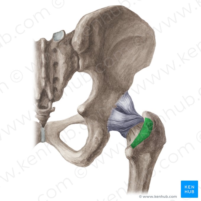 Intertrochanteric crest of femur (Crista intertrochanterica ossis femoris); Image: Liene Znotina