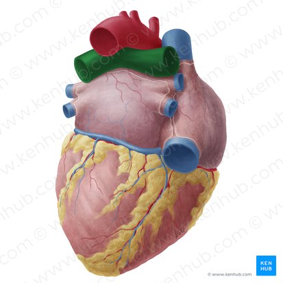 Arteria pulmonar (Arteria pulmonalis); Imagen: Yousun Koh