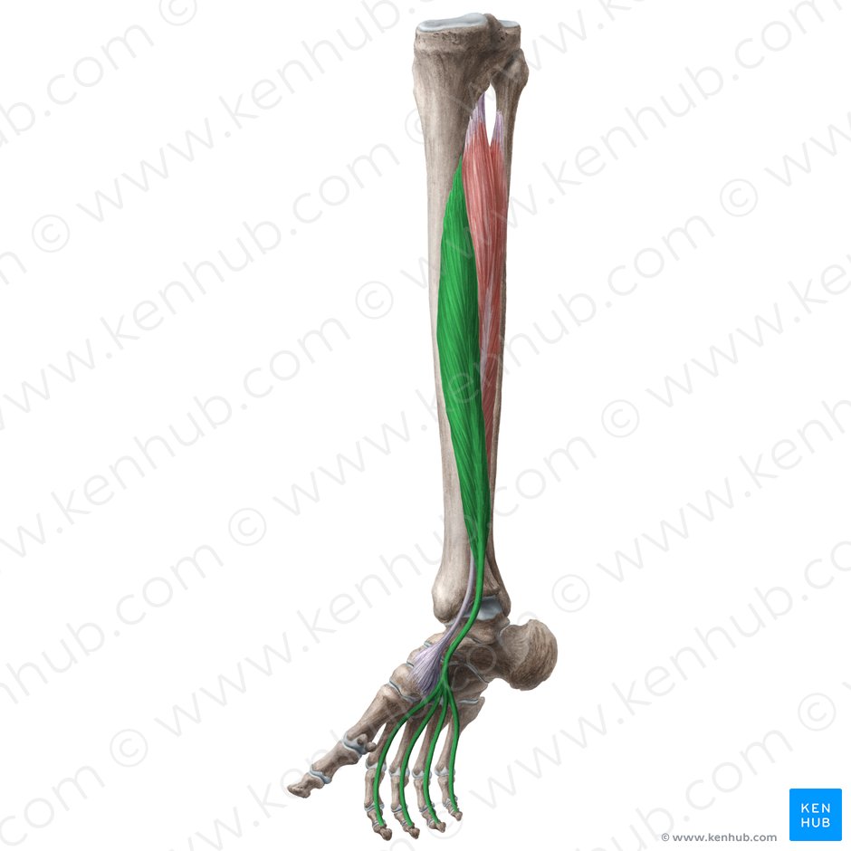Músculo flexor largo de los dedos (Musculus flexor digitorum longus); Imagen: Liene Znotina