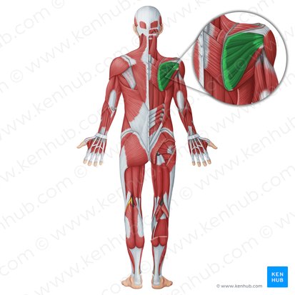 Músculo infraespinal (Musculus infraspinatus); Imagem: Irina Münstermann