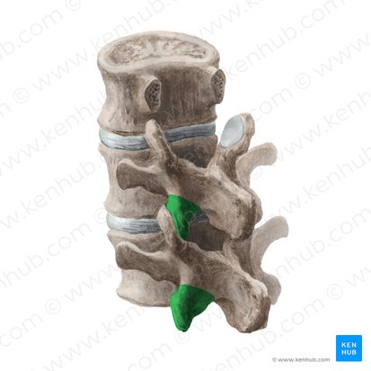 Processus articularis inferior vertebrae (Unterer Gelenkfortsatz des Wirbels); Bild: Liene Znotina