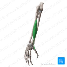 Músculo abductor largo del pulgar (Musculus abductor pollicis longus); Imagen: Yousun Koh