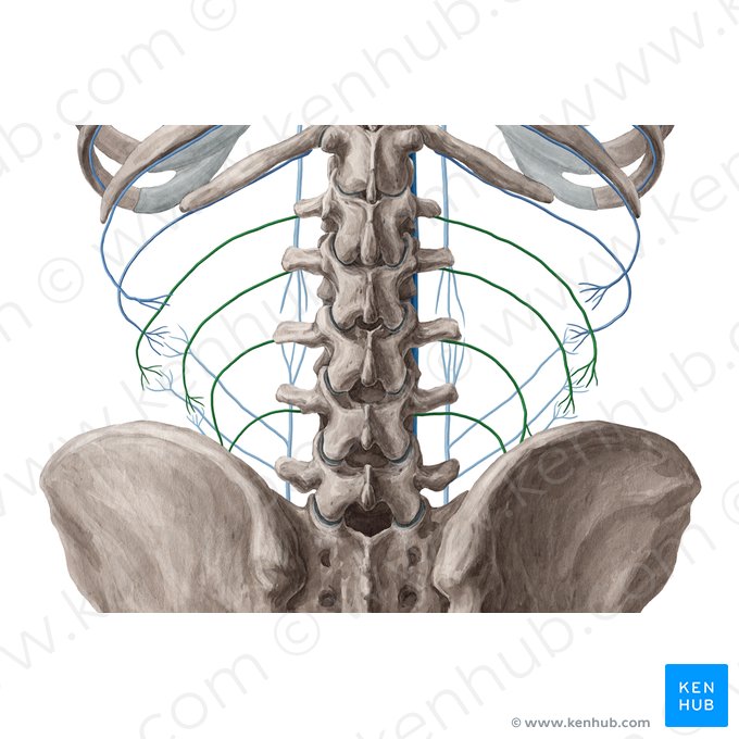 Lumbar veins (Venae lumbales); Image: Yousun Koh