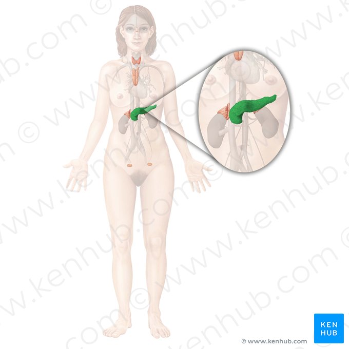 Páncreas (Pancreas); Imagen: Begoña Rodriguez