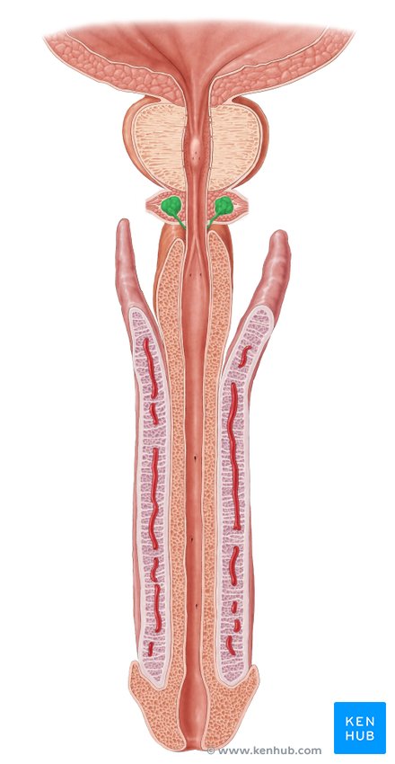 Bulbourethral gland - cranial view