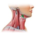Hyoglossus muscle