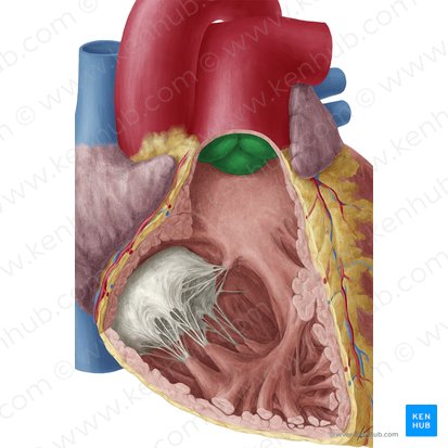 Valve pulmonaire (Valva trunci pulmonalis); Image : Yousun Koh