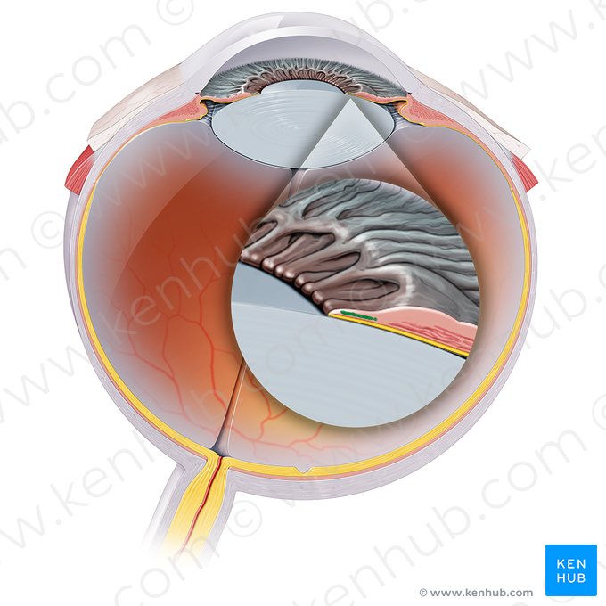 Sphincter pupillae muscle of iris (Musculus sphincter pupillae iridis); Image: Paul Kim