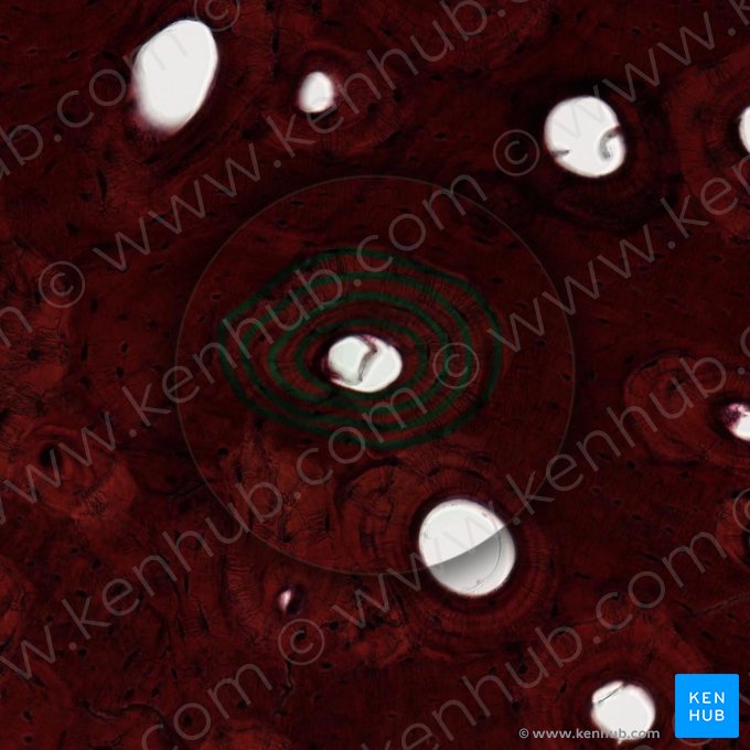 Concentric lamellae of osteon (Lamellae osteoni); Image: 