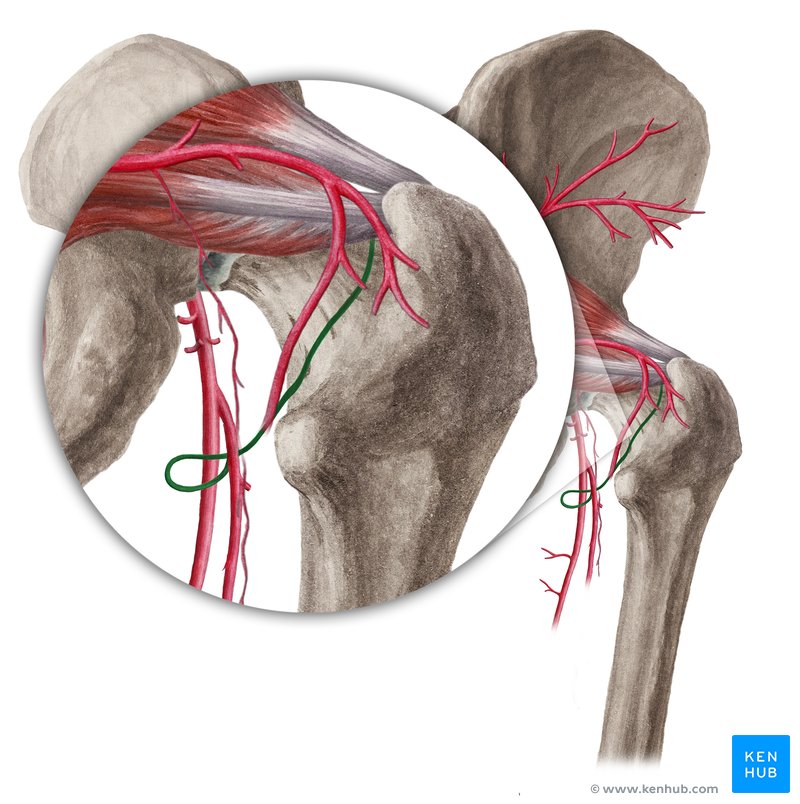 Medial circumflex femoral artery (Arteria circumflexa medialis femoris)