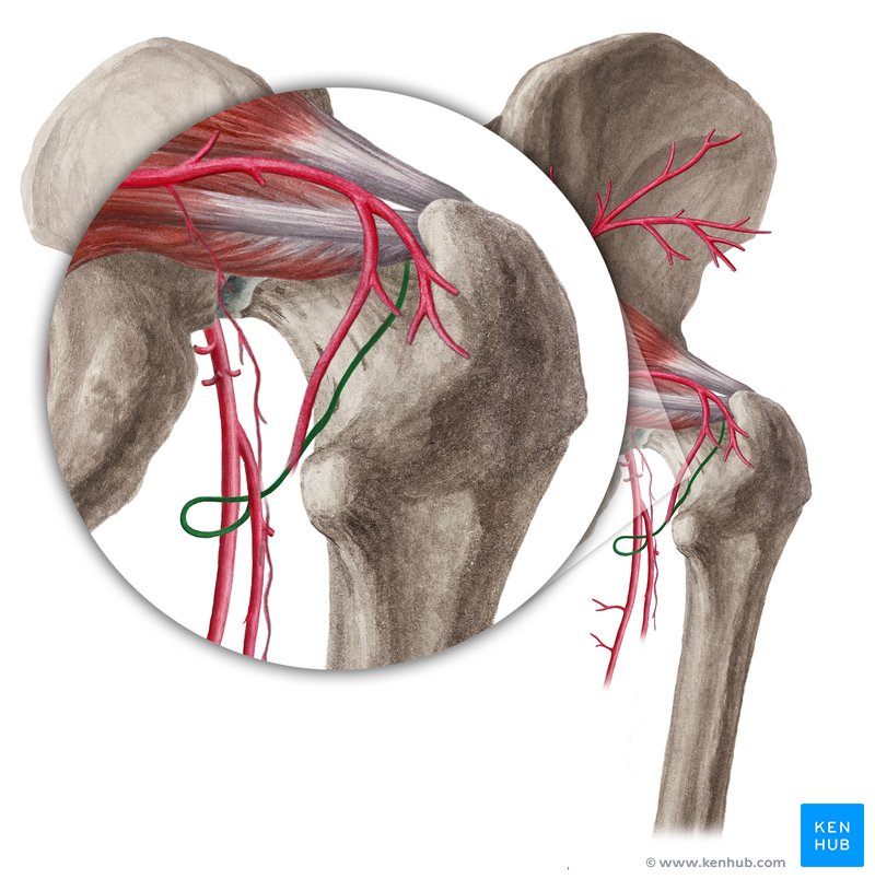 Medial Femoral Circumflex