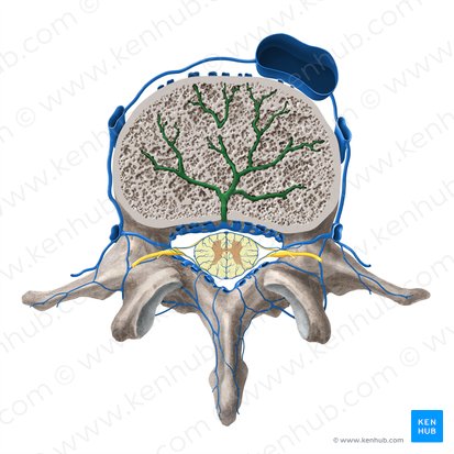 Venas basivertebrales (Venae basivertebrales); Imagen: Paul Kim
