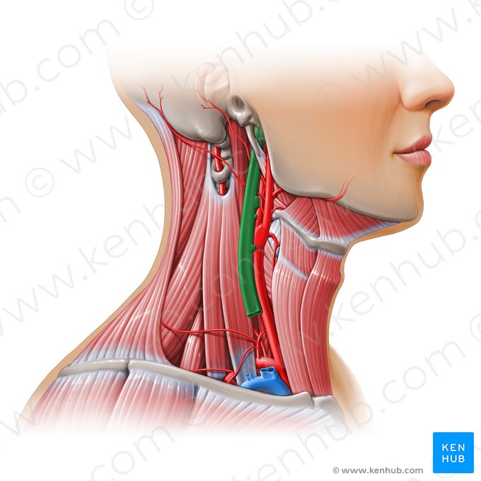 Veia jugular interna (Vena jugularis interna); Imagem: Paul Kim