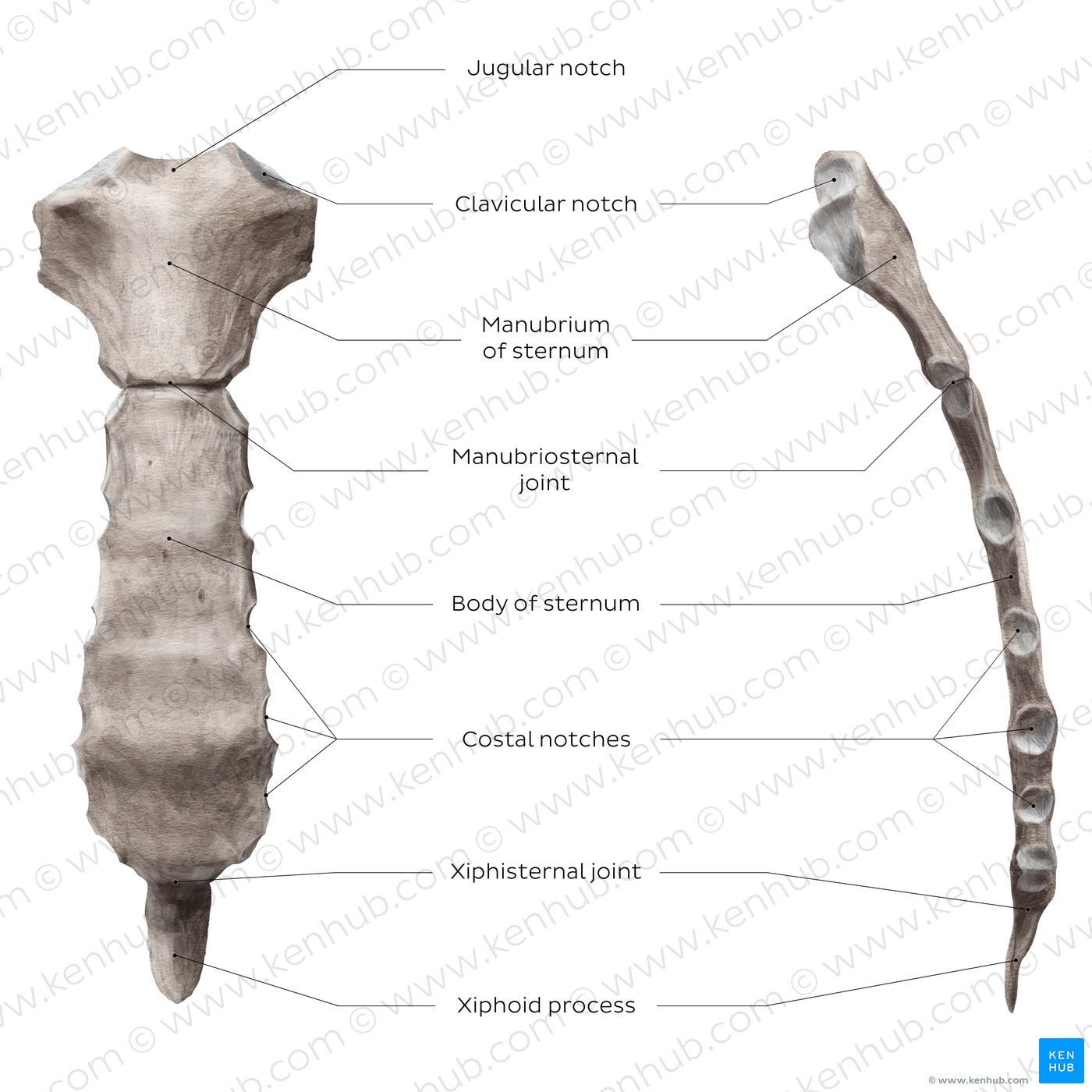 Overview of the sternum (lateral and anterior view)