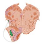 Spinocerebellar tract