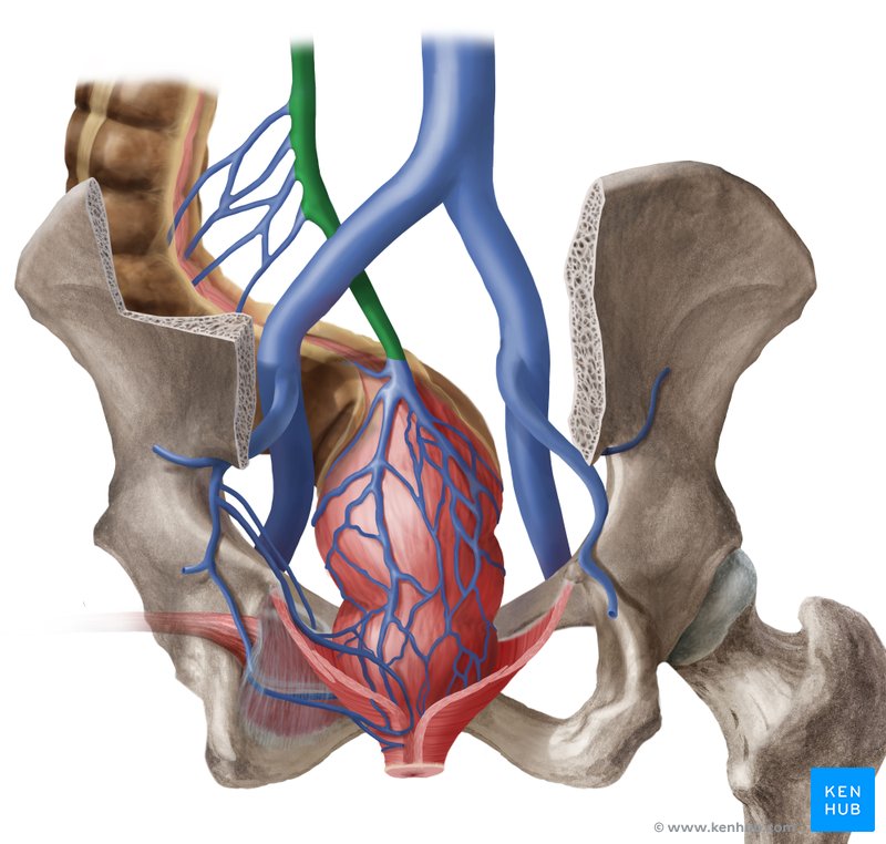 Inferior mesenteric vein  (Vena mesenterica inferior)