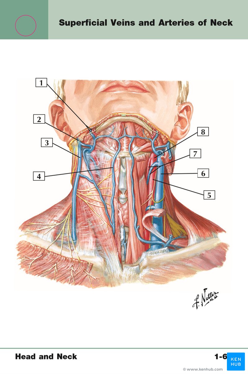 Netter's Anatomy Flash Cards - Illustration sample