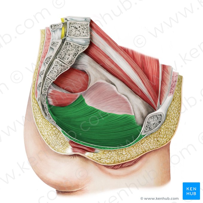 Musculus levator ani (Afterheber); Bild: Irina Münstermann