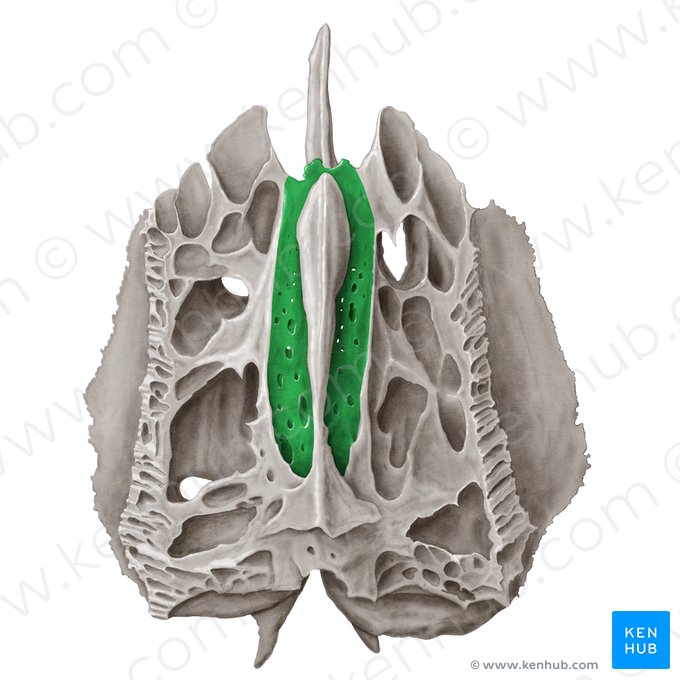 Lâmina cribriforme do osso etmoide (Lamina cribrosa ossis ethmoidalis); Imagem: Samantha Zimmerman