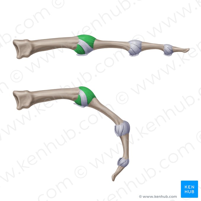 Ligamentos metacarposfalângicos colaterais acessórios (Ligamenta metacarpophalangea collateralia accessoria); Imagem: Paul Kim