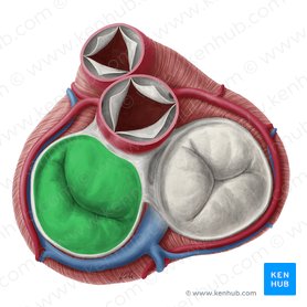 Left atrioventricular valve (Valva atrioventricularis sinistra); Image: Yousun Koh