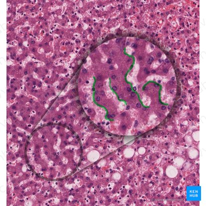 Endothelium (Endothel); Bild: 