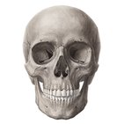 Anterior and lateral views of the skull