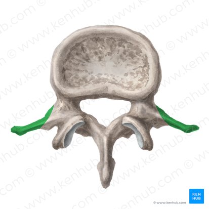 Costal process of lumbar vertebra (Processus costalis vertebrae lumbalis); Image: Liene Znotina