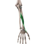 Abductor pollicis longus muscle