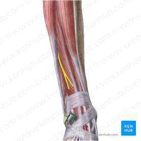Anterior lateral malleolar artery (Arteria malleolaris anterior lateralis); Image: Liene Znotina