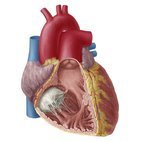 Anatomia do coração