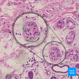Myoepithelial cells (Myoepitheliocyti); Image: 