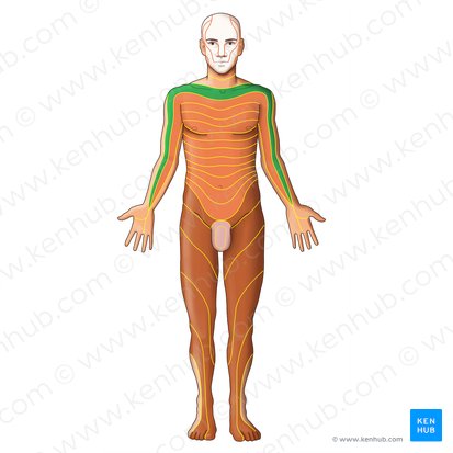 C5 dermatome (Dermatoma C5); Image: Irina Münstermann