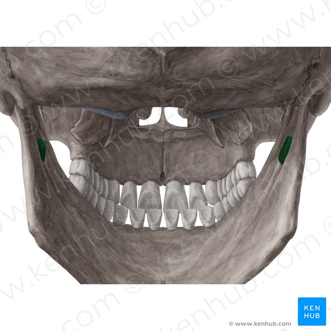 Inferior alveolar foramen of mandible (Foramen alveolare inferius mandibulae); Image: Yousun Koh