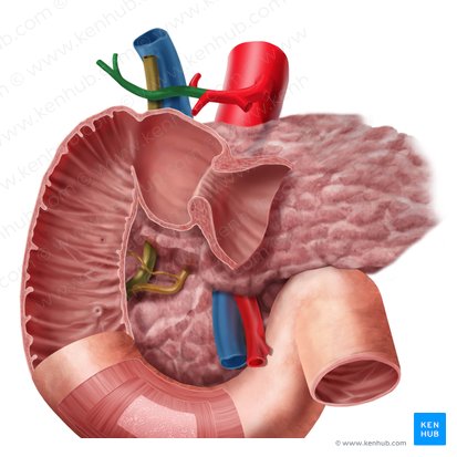 Proper hepatic artery (Arteria hepatica propria); Image: Begoña Rodriguez