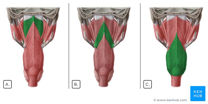 Pharyngeal constrictors - posterior view