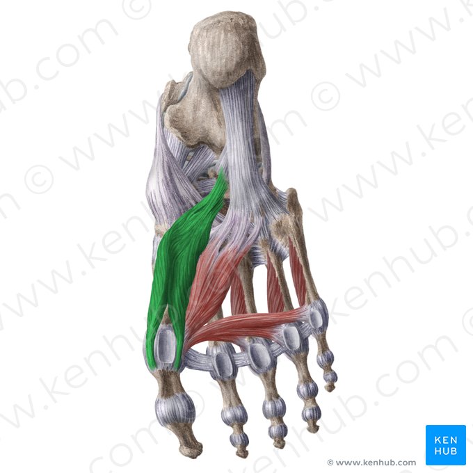 Músculo flexor curto do hálux (Musculus flexor hallucis brevis); Imagem: Liene Znotina