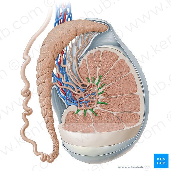 Straight seminiferous tubule (Tubulus seminifer rectus); Image: Paul Kim