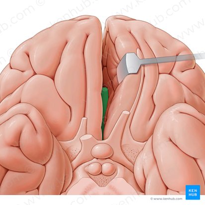 Rodilla del cuerpo calloso (Genu corporis callosi); Imagen: Paul Kim