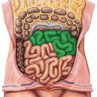 Jejunum (Leerdarm)