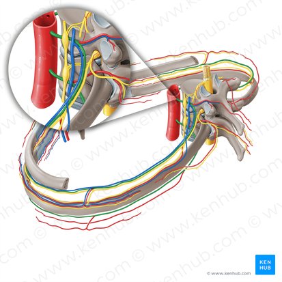 Arteria intercostal posterior (Arteria intercostalis posterior); Imagen: Paul Kim