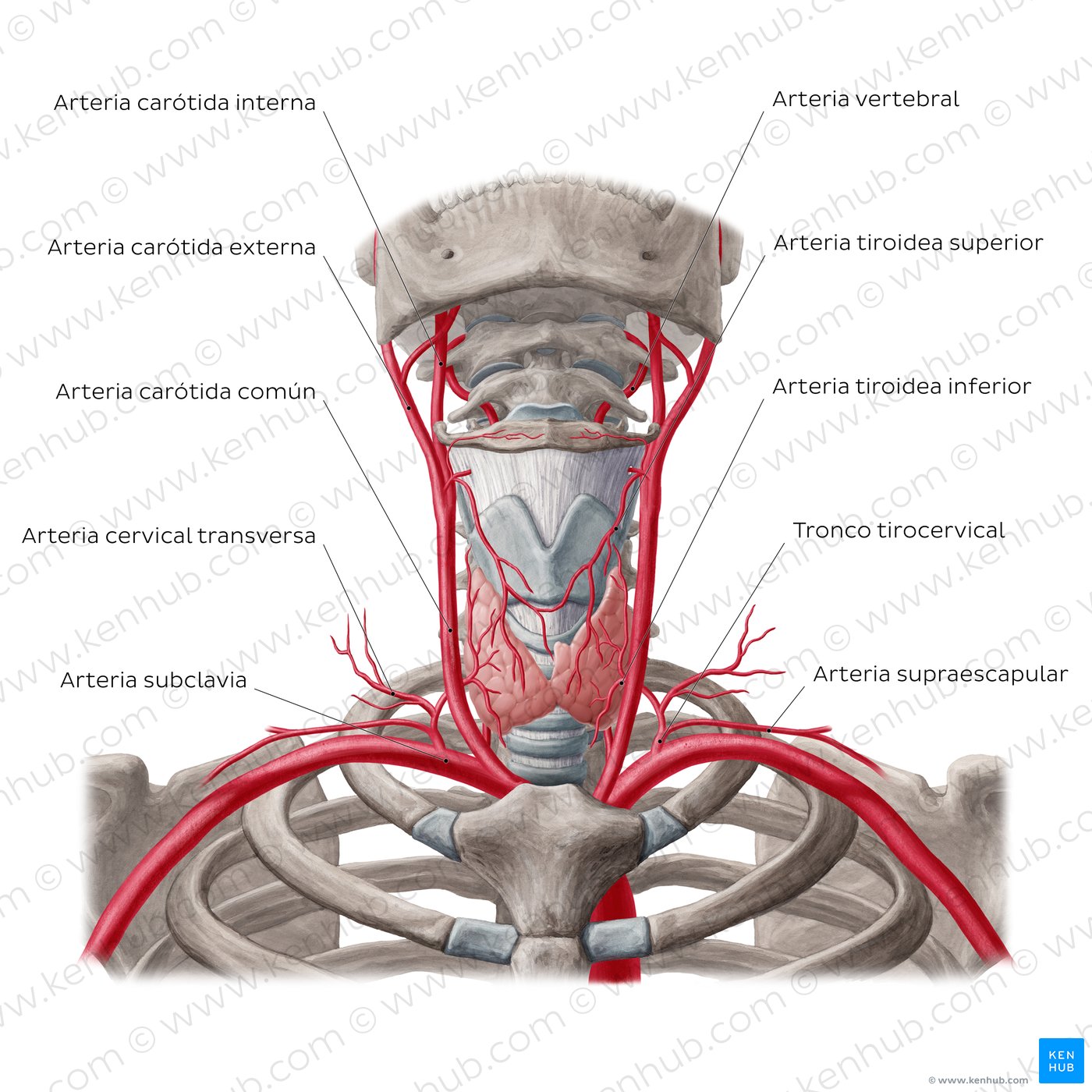Arterias de la glándula tiroides