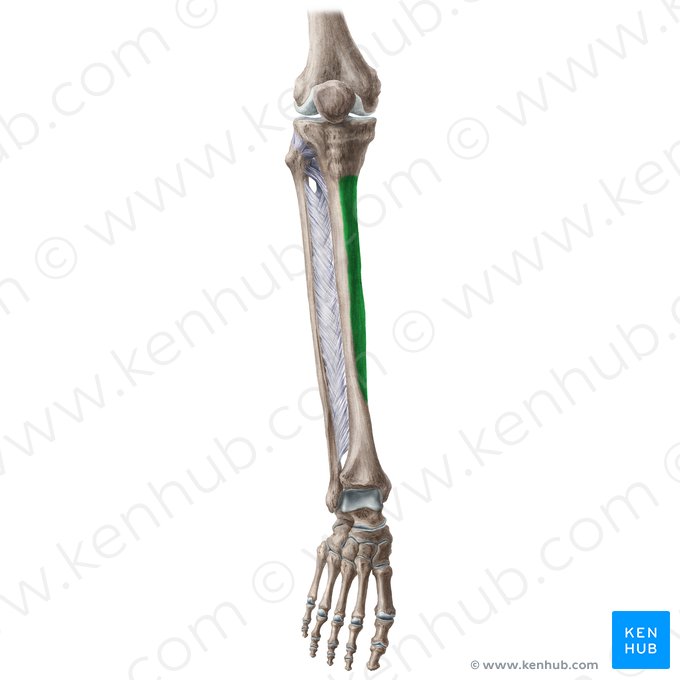 Cara medial de la tibia (Facies medialis tibiae); Imagen: Liene Znotina