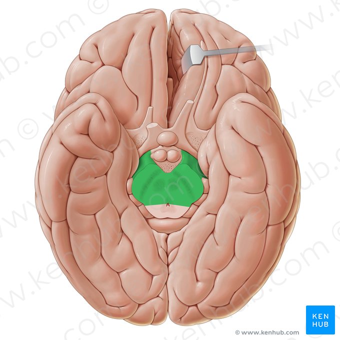 Pedúnculo cerebral (Pedunculus cerebri); Imagem: Paul Kim